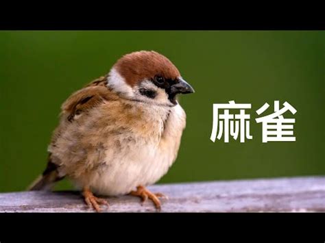 自來鳥|為何自來雀遠離？風水師教改運